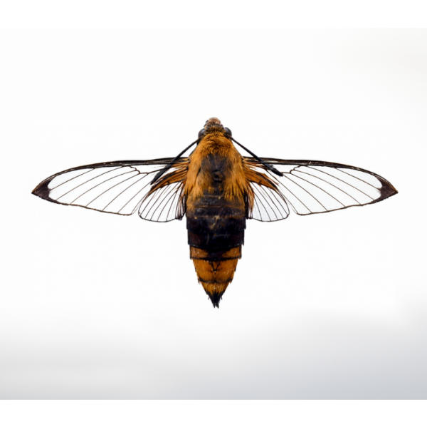 Opgezette Cephonodes Hylas