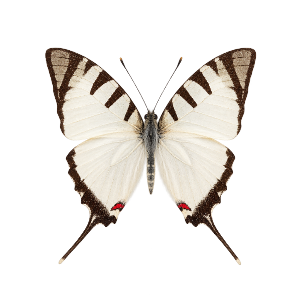 Entomologie geprepareerde vlinder