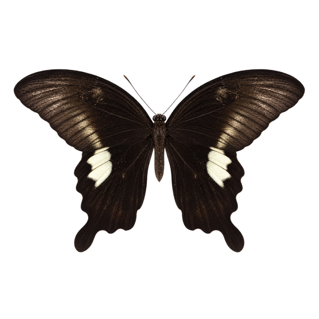 Geprepareerde zwaluwstaartvlinder entomologie