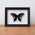 Opgezette Papilio Helenus entomologie