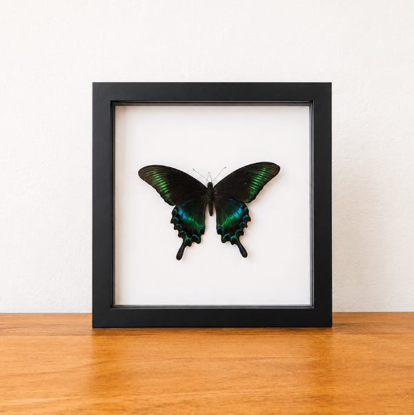 Papilio Maackii opgezette vlinder entomologie