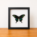 Papilio Maackii opgezette vlinder entomologie