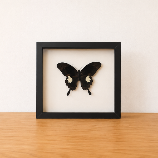 Papilio Sataspes opgezette vlinder in zwarte kader
