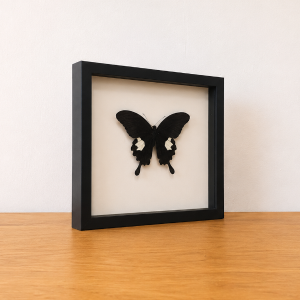 Papilio Sataspes opgezette vlinder in zwarte kader