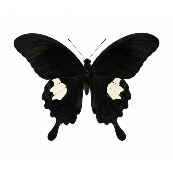 Papilio Sataspes vlinder