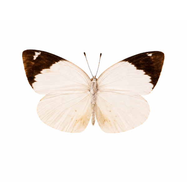 Pieris Brassicae vlinder