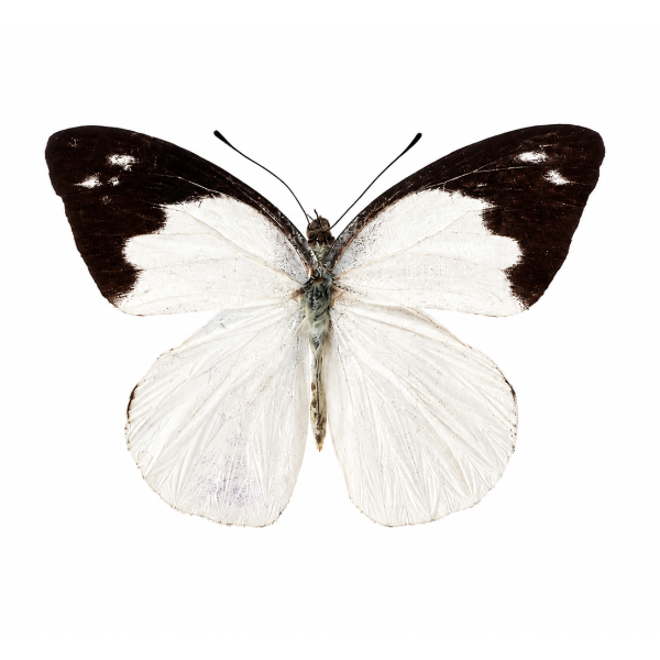 Pieris Brassicae vlinder