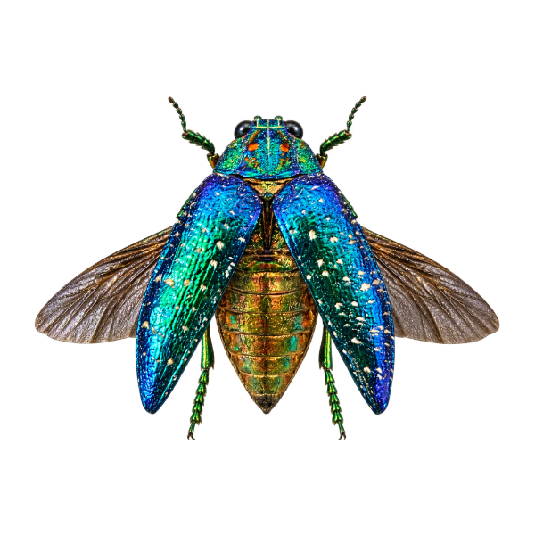 Opgezette juweelkever entomologie
