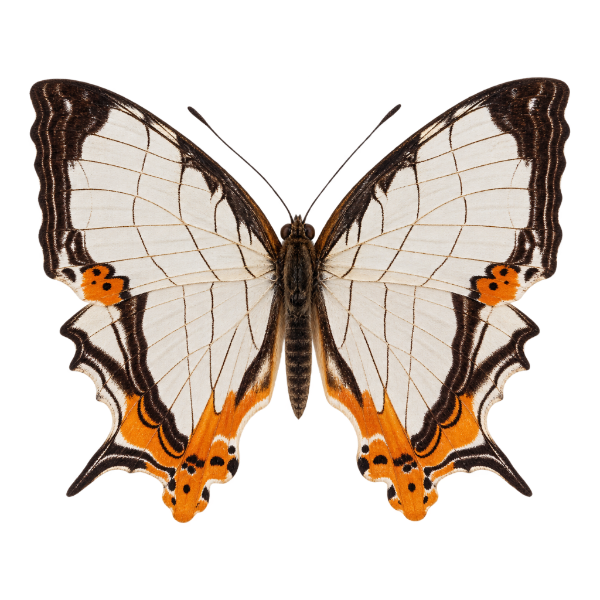 Opgezette vlinders geprepareerde insecten entomologie