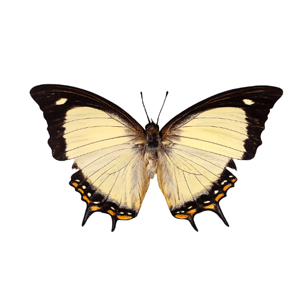 Polyura Pyrrhus vlinder