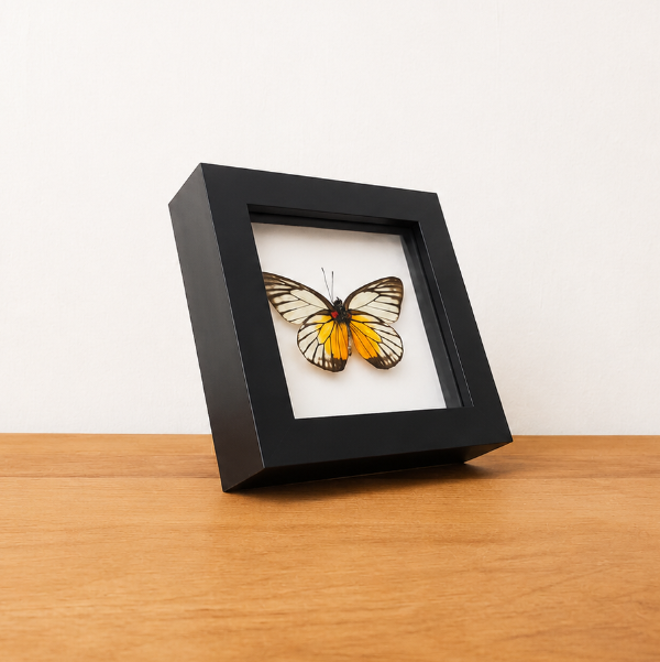 Opgezette Prioneris Philonome entomologie
