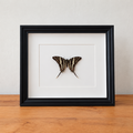 Protographium Marcellus zwaluwstaartvlinder