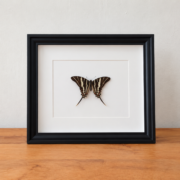 Protographium Marcellus zwaluwstaartvlinder