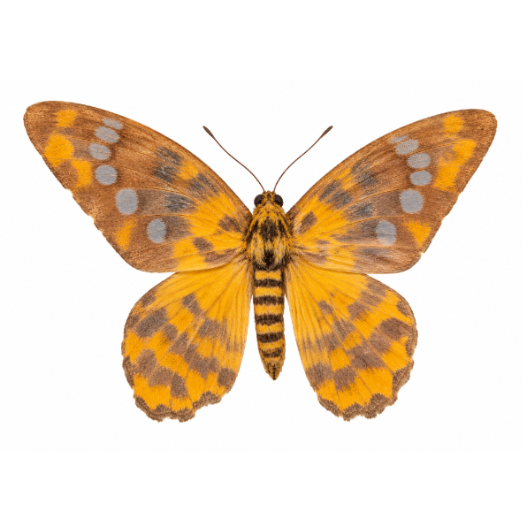 Pseudopanthera Macularia insecten vlinders entomologie