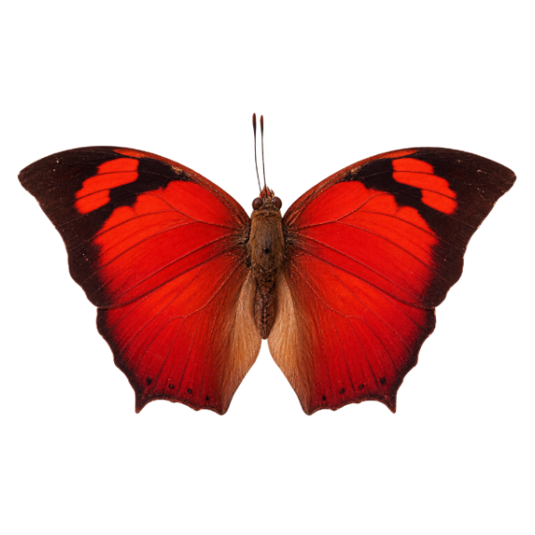 Fountainea Eurypyle entomologie