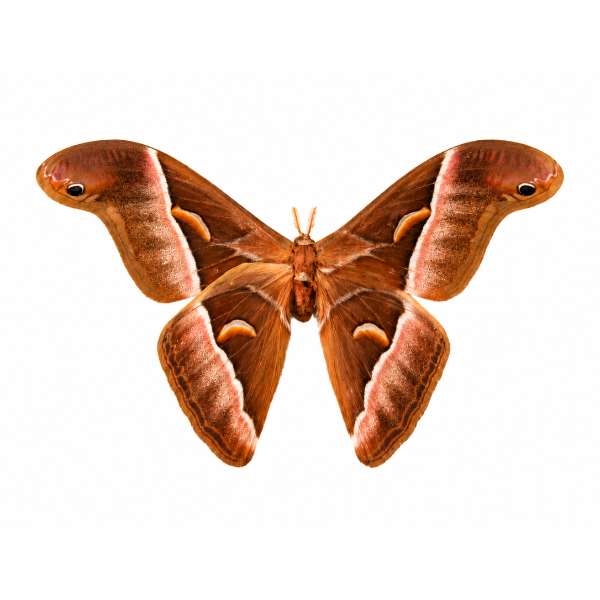 Opgezette vlinder interieurstuk entomologie