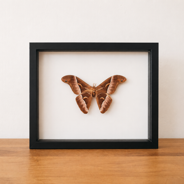 Geprepareerde vlinder entomologie interieur