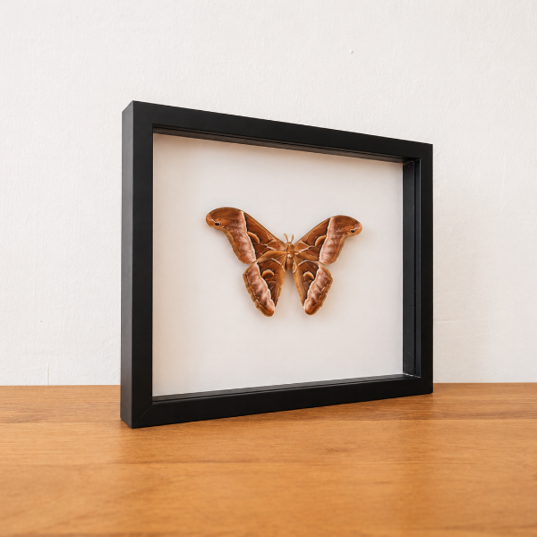 Entomologie interieur cadeau gift