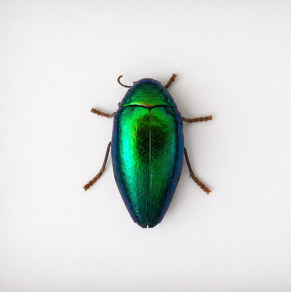 Sternocera Aequisignata entomologie preparaten kever