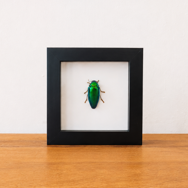 Sternocera Aequisignata geprepareerde kever entomologie