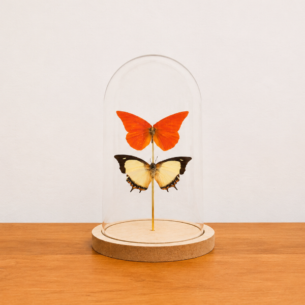 Stolp exotische vlinders entomologie