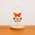 Stolp exotische vlinders entomologie