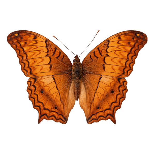 Entomologie opgezette vlinder in kader