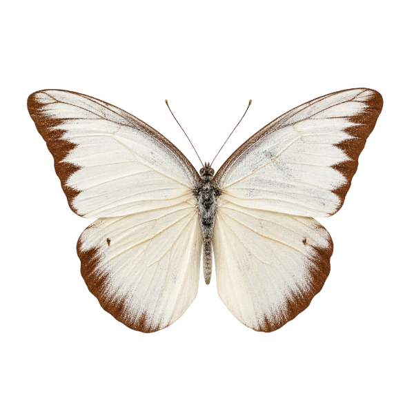 Vlinder witje opgezet