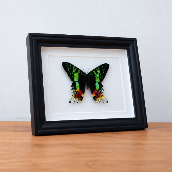 Opgezette vlinder Sunset moth entomologie