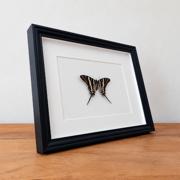 Geprepareerde entomologie vlinder